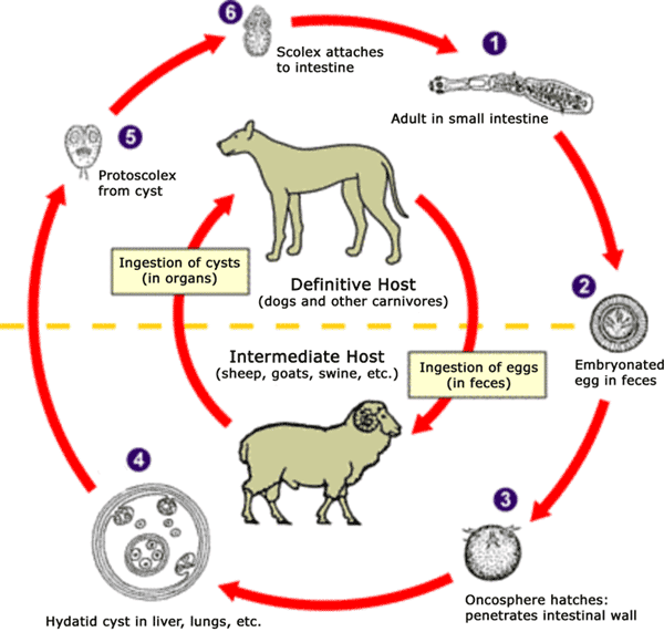 Echinococcus life cycle