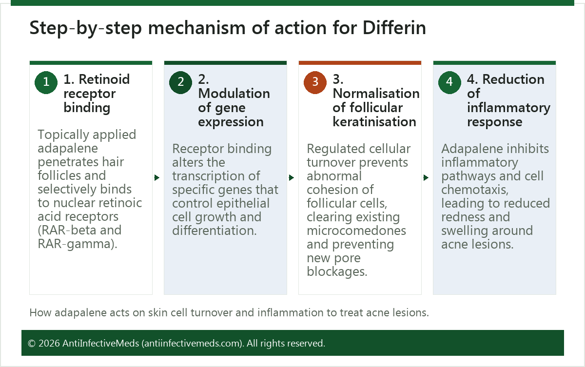 Step-by-step mechanism of action for Differin