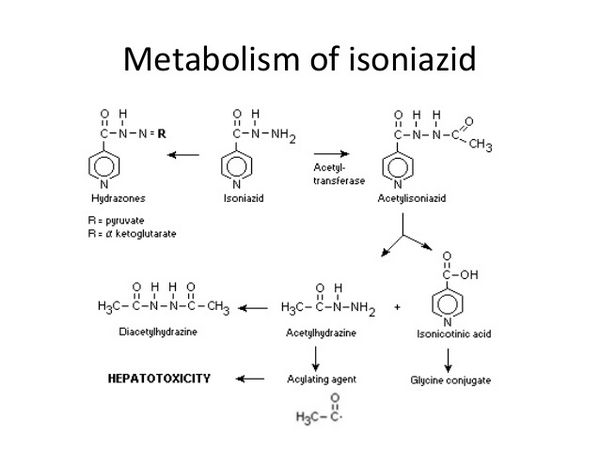 Isoniazid - anti-tuberculosis medicine